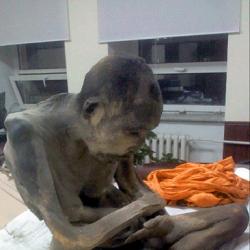У древней мумии буддийского монаха нашли здоровый мозг